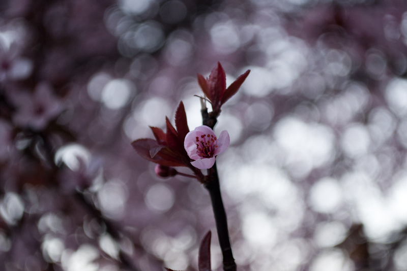 Illustration for article titled 70 Spectacular Spring Wallpapers
